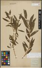Foto von Salix purpurea L. x Salix viminalis L.